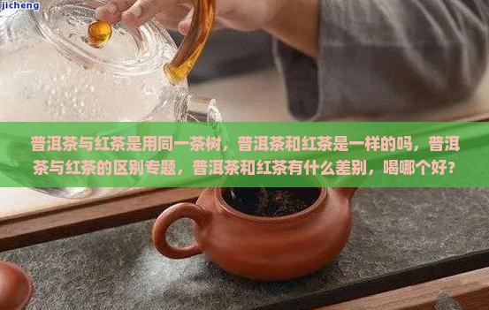 普洱茶与红茶是用同一茶树