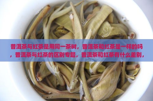 普洱茶与红茶是用同一茶树