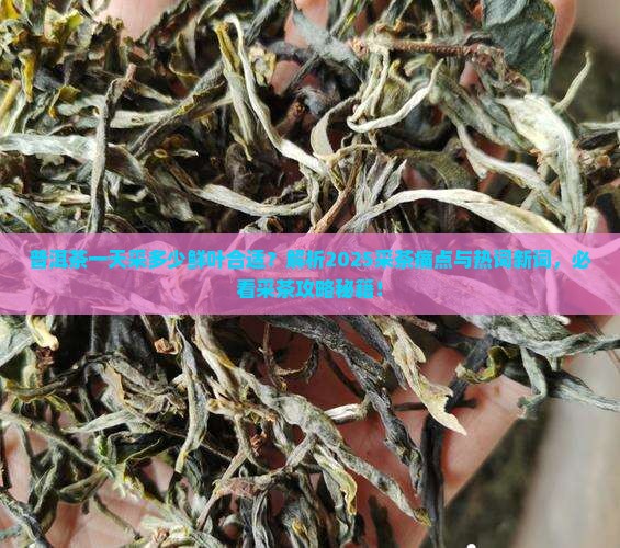 普洱茶一天采多少鲜叶合适