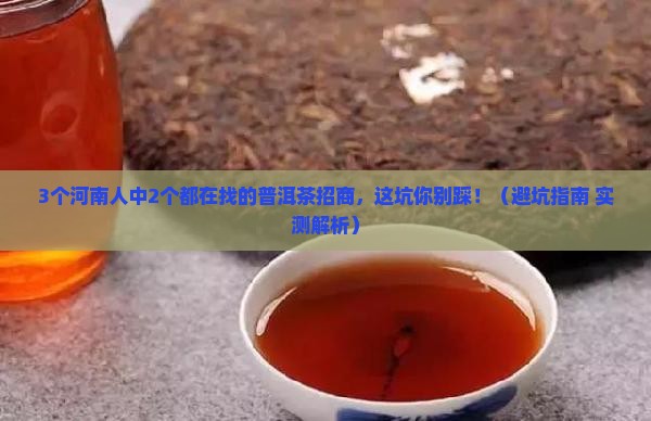 河南资深普洱茶招商