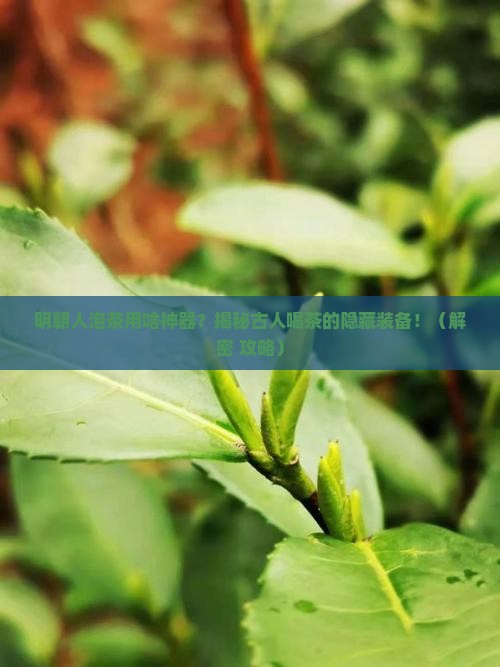 明朝泡茶用什么器具