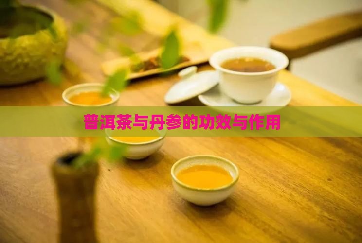 普洱茶舟参功效作用