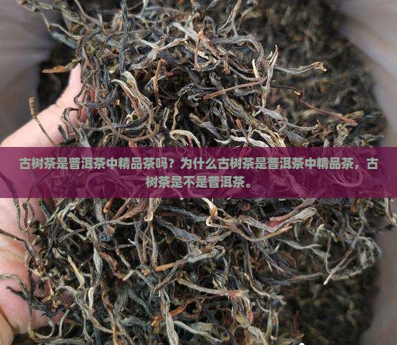 古树茶是普洱茶中精品茶吗