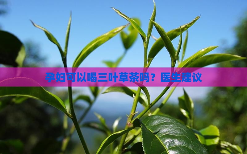 怀孕中期可以喝三叶草茶吗
