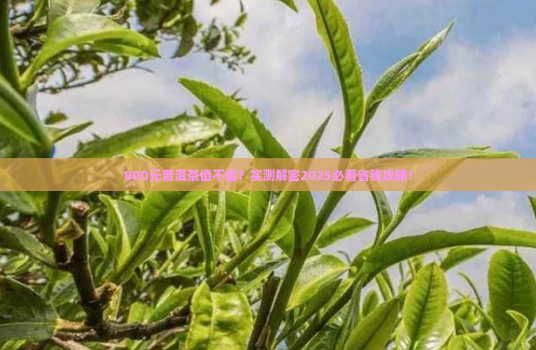 800元的普洱茶贵吗百度