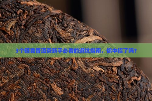 晒青普洱茶全部