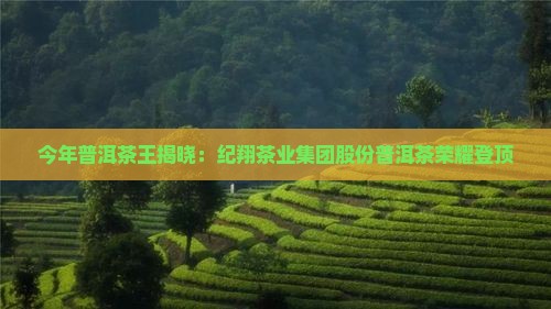 今年普洱茶王是谁啊