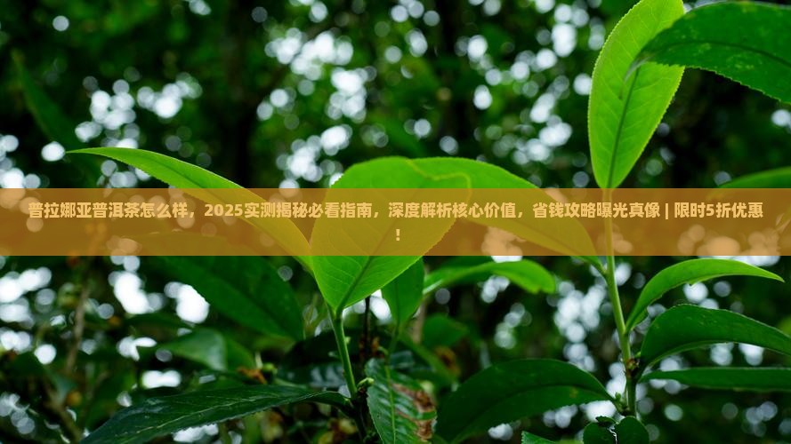 普拉娜亚普洱茶怎么样