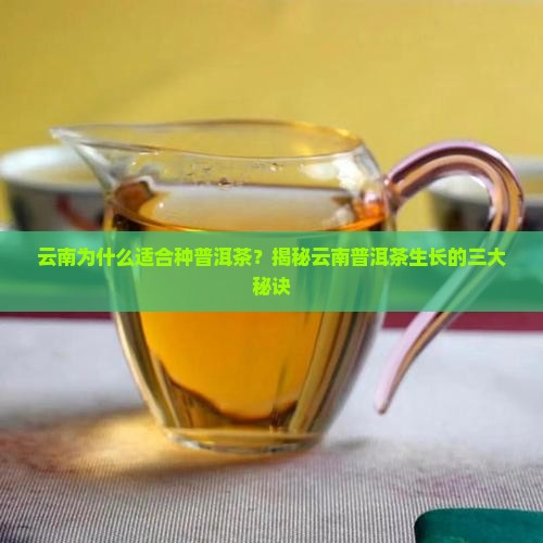 云南为什么适合种普洱茶