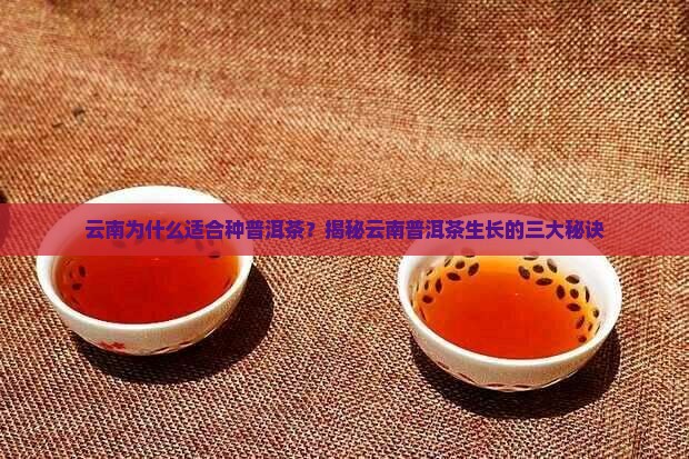 云南为什么适合种普洱茶