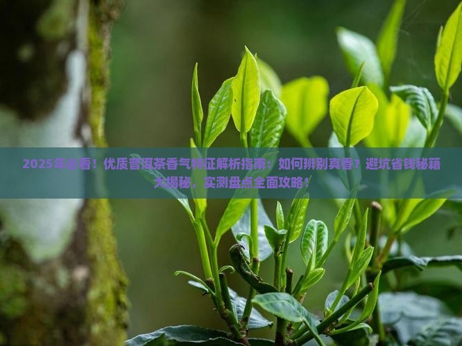 优质普洱茶香气特征