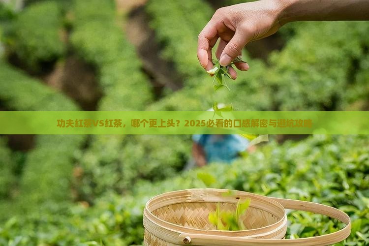 功夫红茶与红茶哪个好喝