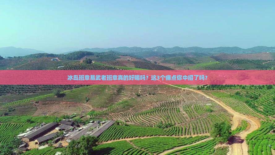 冰岛班章易武老班章口感描述
