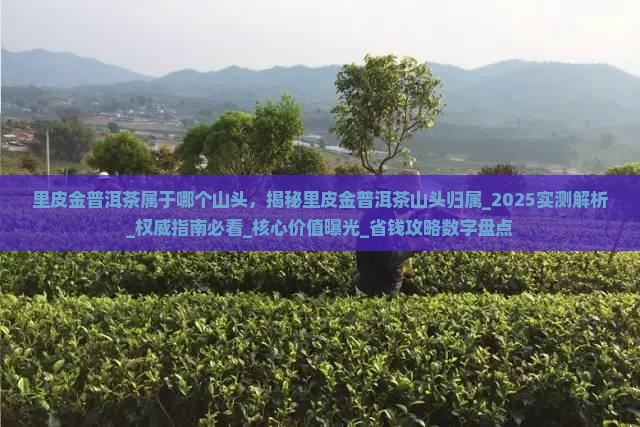 里皮金普洱茶属于哪个山头