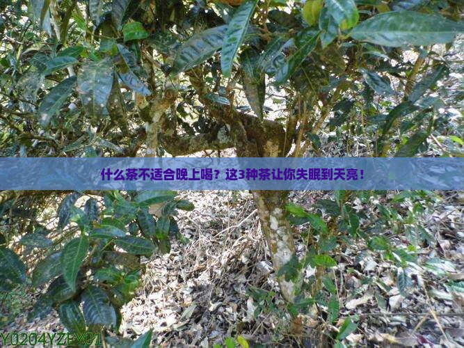 什么茶不适合晚上喝