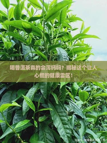 喝普洱茶泻钙不