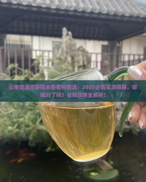 云南普洱沱茶糯米香老树普洱