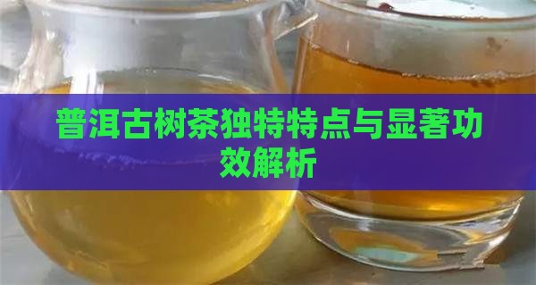 普洱古树茶独特特点与显著功效解析