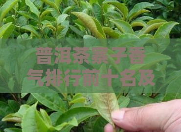 普洱茶寨子香气排行前十名及具体排名顺序