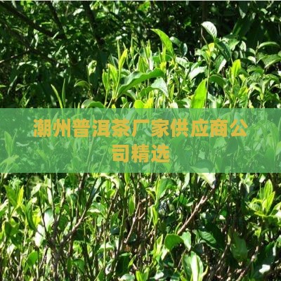 潮州普洱茶厂家供应商公司精选