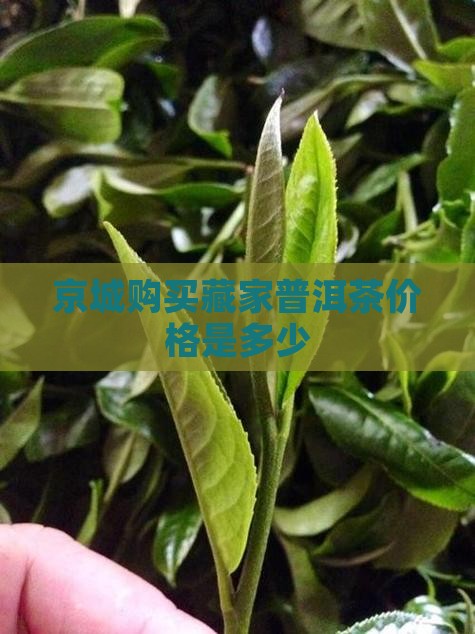 京城购买藏家普洱茶价格是多少