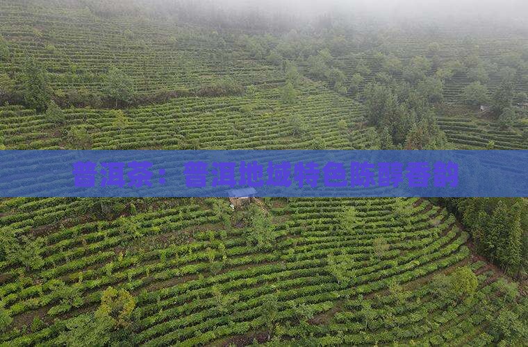 普洱茶的香味属于陈醇型