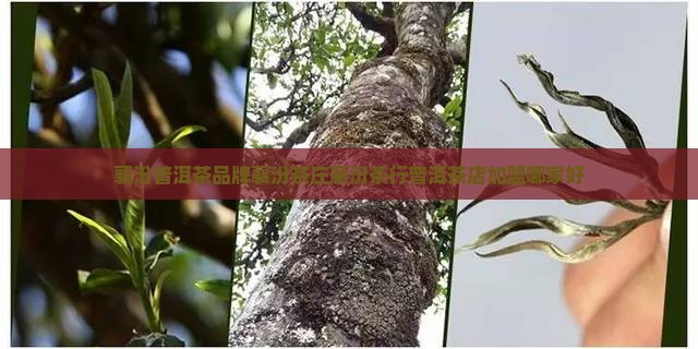 襄汾普洱茶品牌