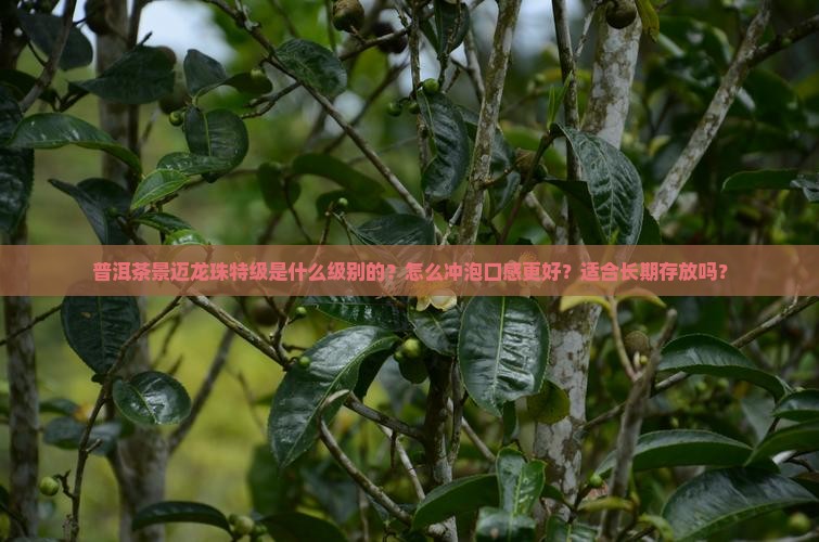 普洱茶景迈龙珠特级