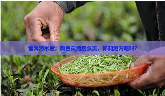 普洱茶泡水了什么颜色