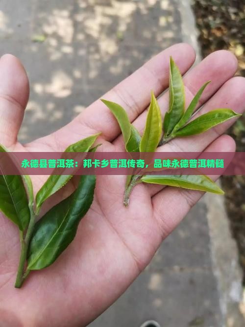 永德县邦卡乡普洱茶