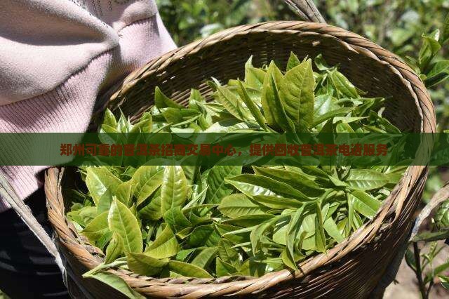 郑州可靠的普洱茶招商