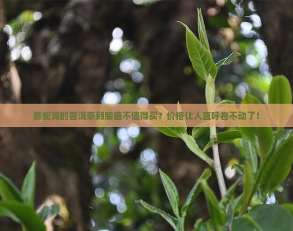 蟒蛇箐普洱茶价格