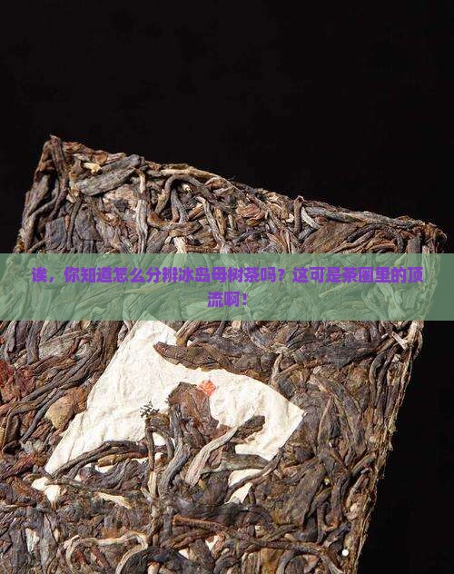 怎样分辨冰岛母树茶
