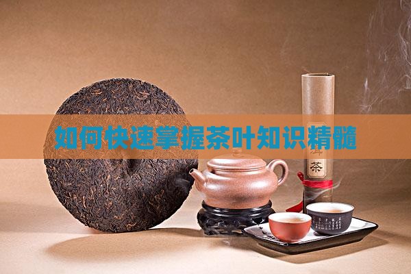 如何快速记住茶叶知识