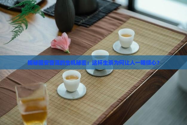 国安普洱茶生茶