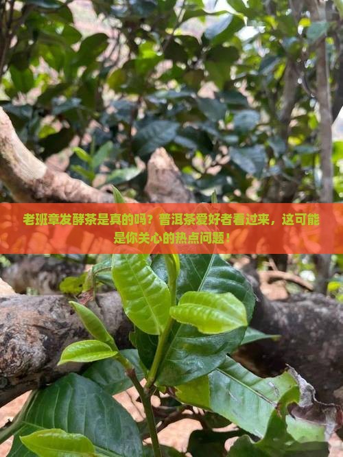 老班章发酵茶是真的吗