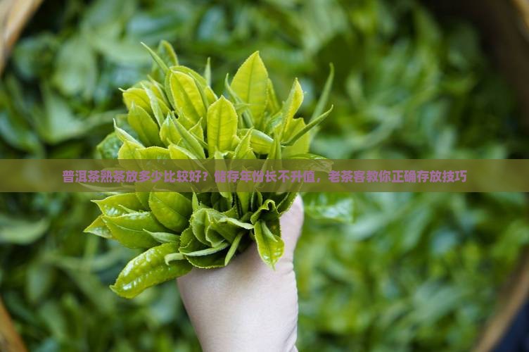 普洱茶熟茶放多少比较好