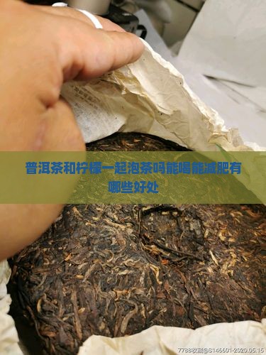 普洱茶和柠檬一起泡茶吗