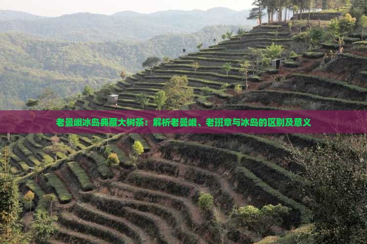 老曼峨冰岛典藏大树茶