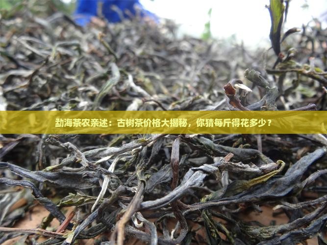 勐海古树茶多少钱