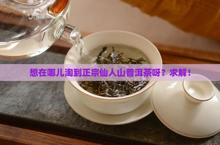 仙人山普洱茶在哪里卖呀