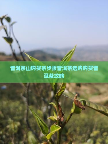 普洱茶山购买茶步骤