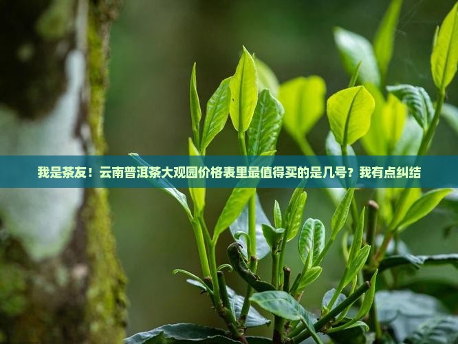 云南普洱茶大观园价格表