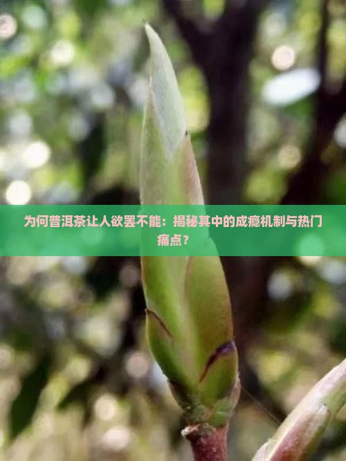 普洱茶上瘾原因