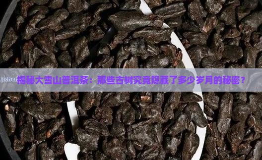 大雪山普洱茶古树有多少年