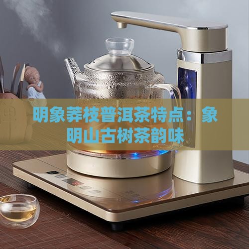 明象莽枝普洱茶