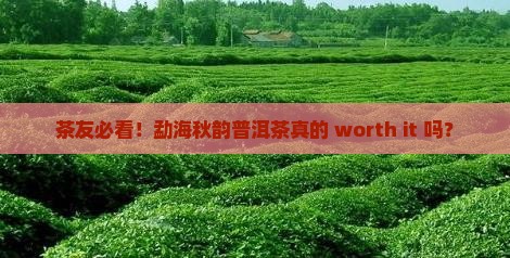 勐海秋韵普洱茶