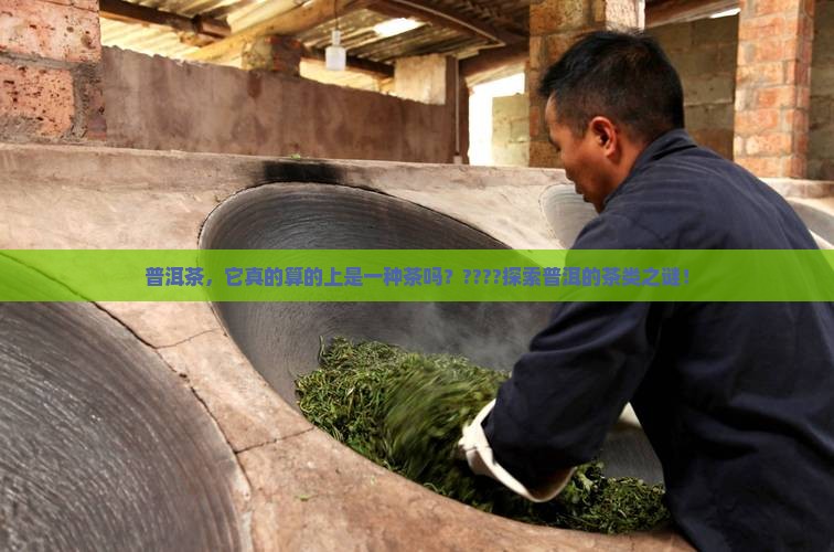 是否普洱茶属于茶类 是否普洱茶属于茶类