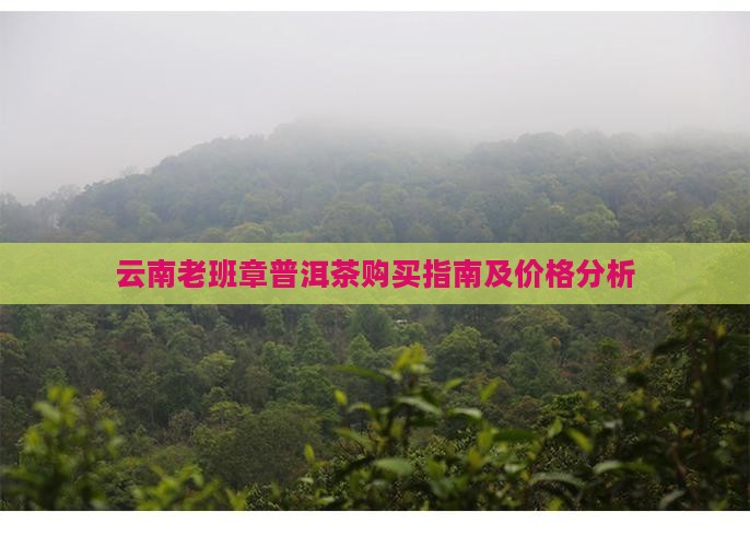 云南老班章怎么购买藏