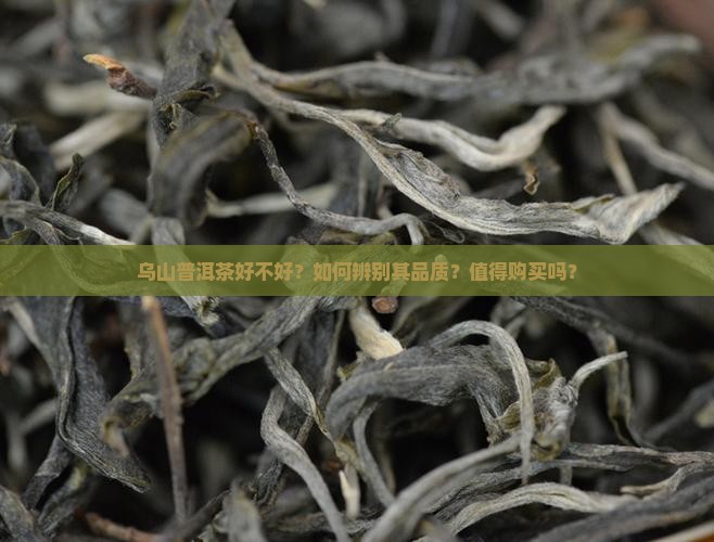 乌山普洱茶好不好